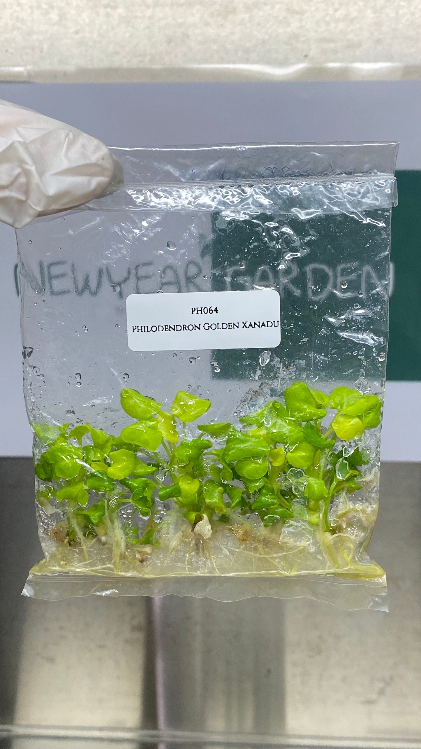 Philodendron Golden Xanadu Tissue Culture (5 items/bag)