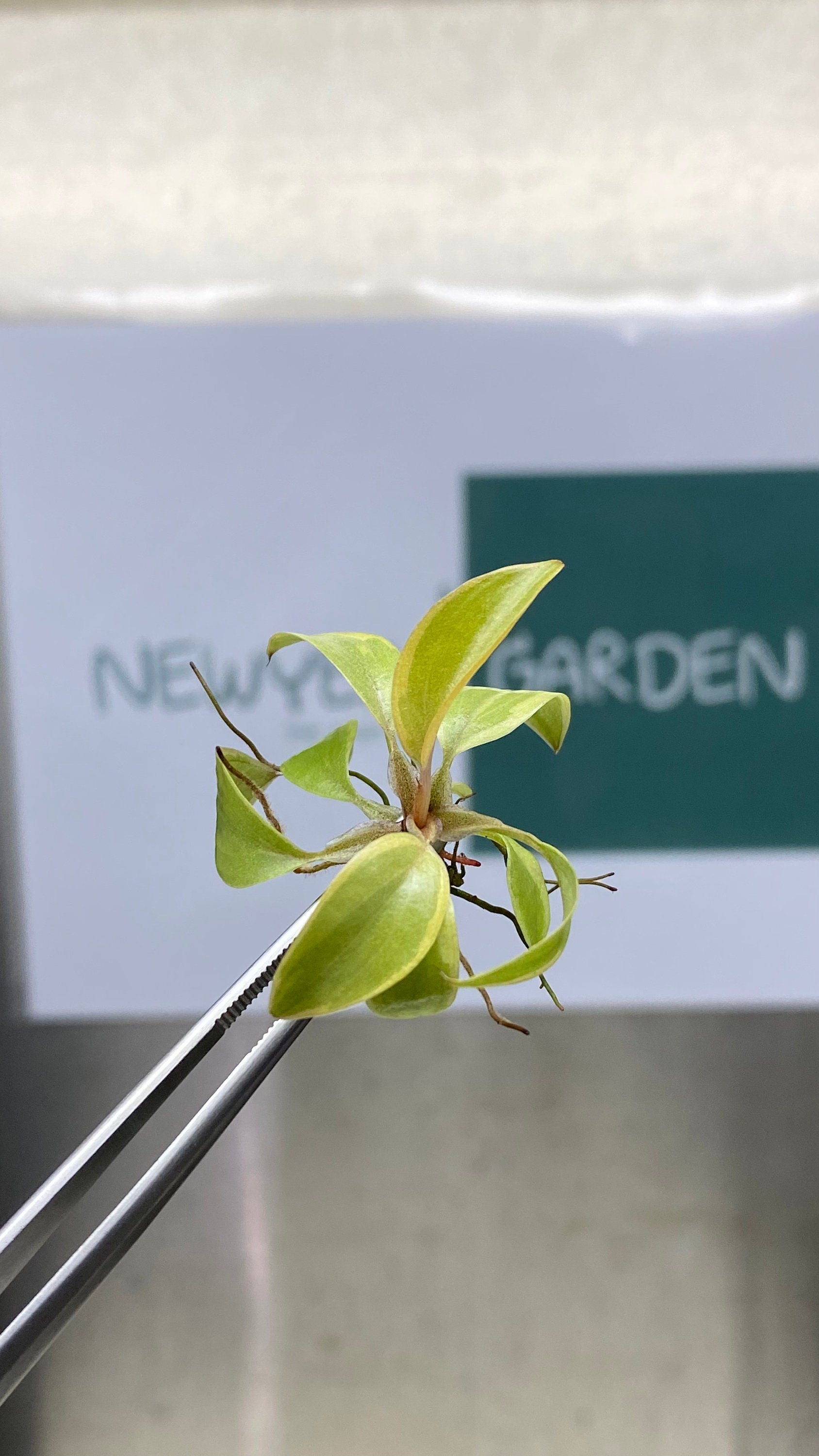 Philodendron black cadinal variegated (1 plantlet/bag) Tissue culture