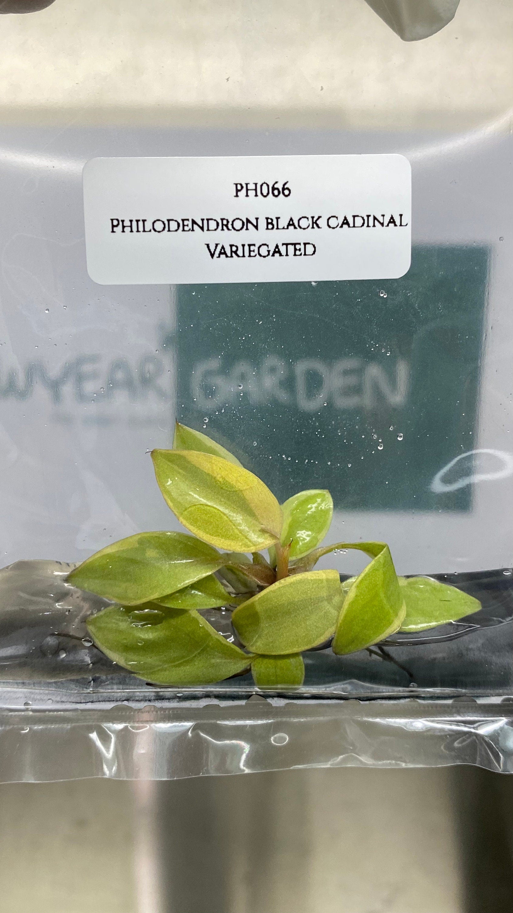 Philodendron black cadinal variegated (1 plantlet/bag) Tissue culture