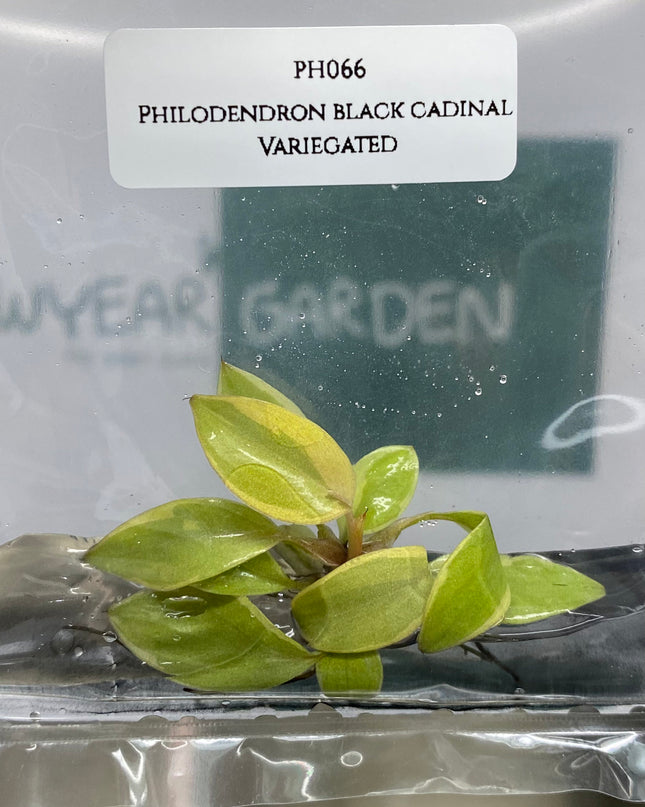 Philodendron Black Cardinal Variegated  Tissue Culture (1 item/bag)