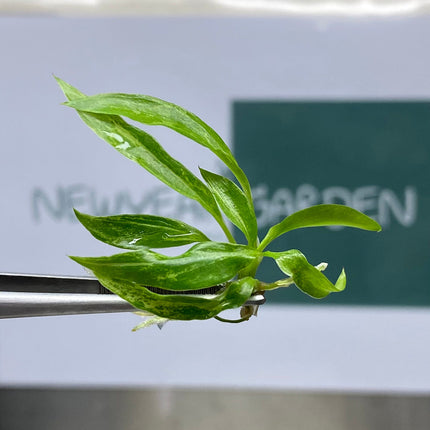 Philodendron Minarium (5 items/bag) Tissue Culture