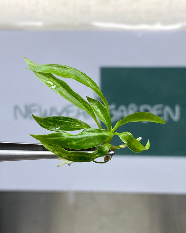 Philodendron Minarium (5 items/bag) Tissue Culture