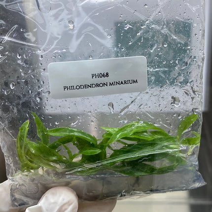 Philodendron Minarium (5 items/bag) Tissue Culture