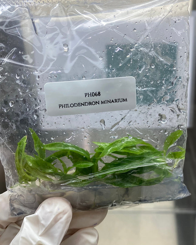 Philodendron Minarium (5 items/bag) Tissue Culture