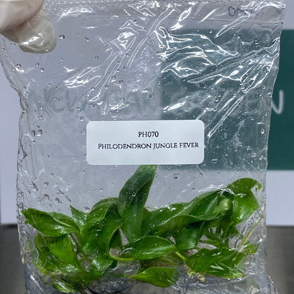 Philodendron Jungle Fever GREEN Tissue Culture (5 plants/bag)