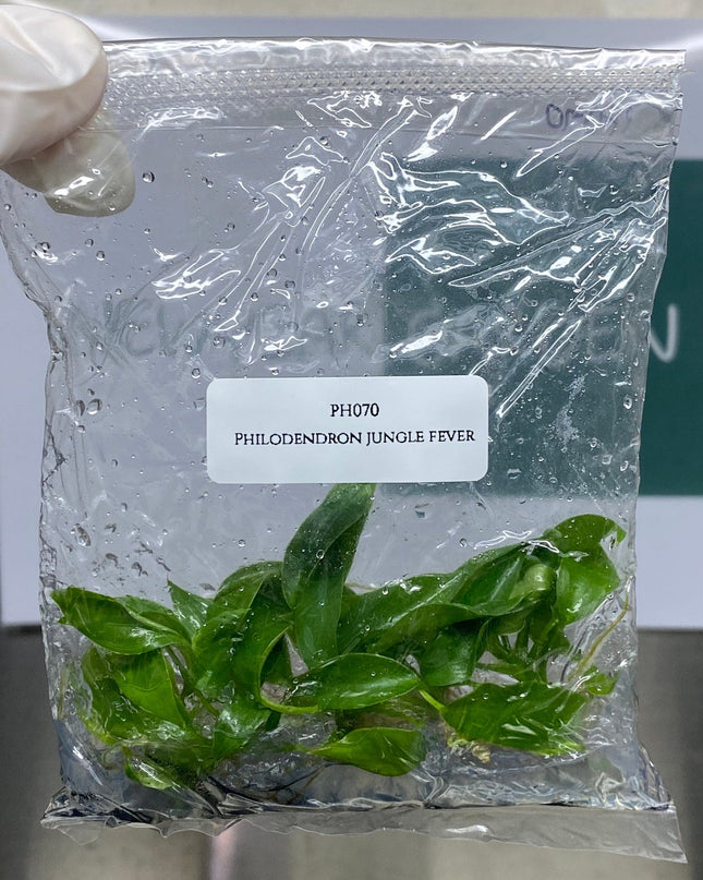 Philodendron Jungle Fever GREEN Tissue Culture (5 plants/bag)