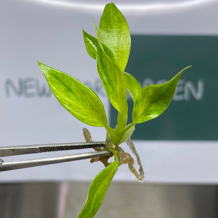 Philodendron Calkins Gold Tissue Culture (5 items/bag)