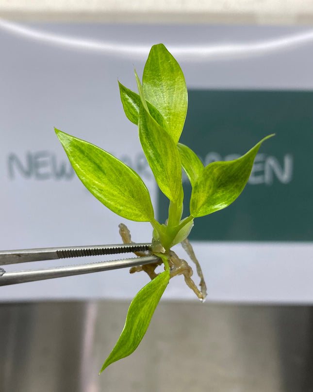 Philodendron Calkins Gold Tissue Culture (5 items/bag)