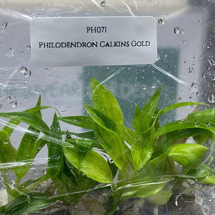 Philodendron Calkins Gold Tissue Culture (5 items/bag)