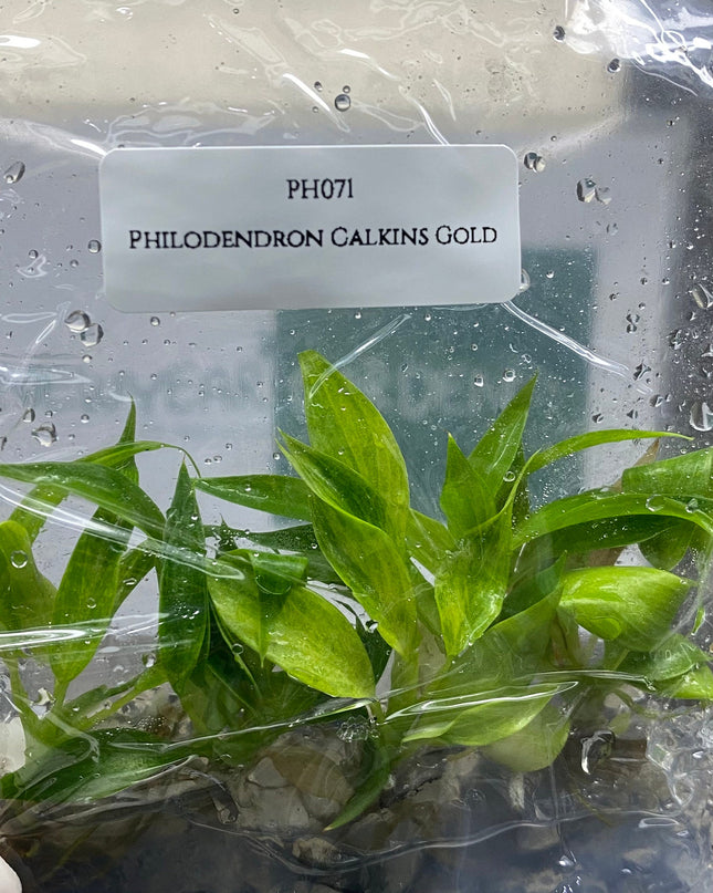 Philodendron Calkins Gold Tissue Culture (5 items/bag)