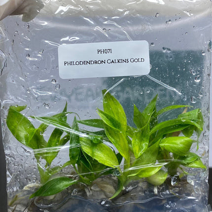 Philodendron Calkins Gold Tissue Culture (5 items/bag)