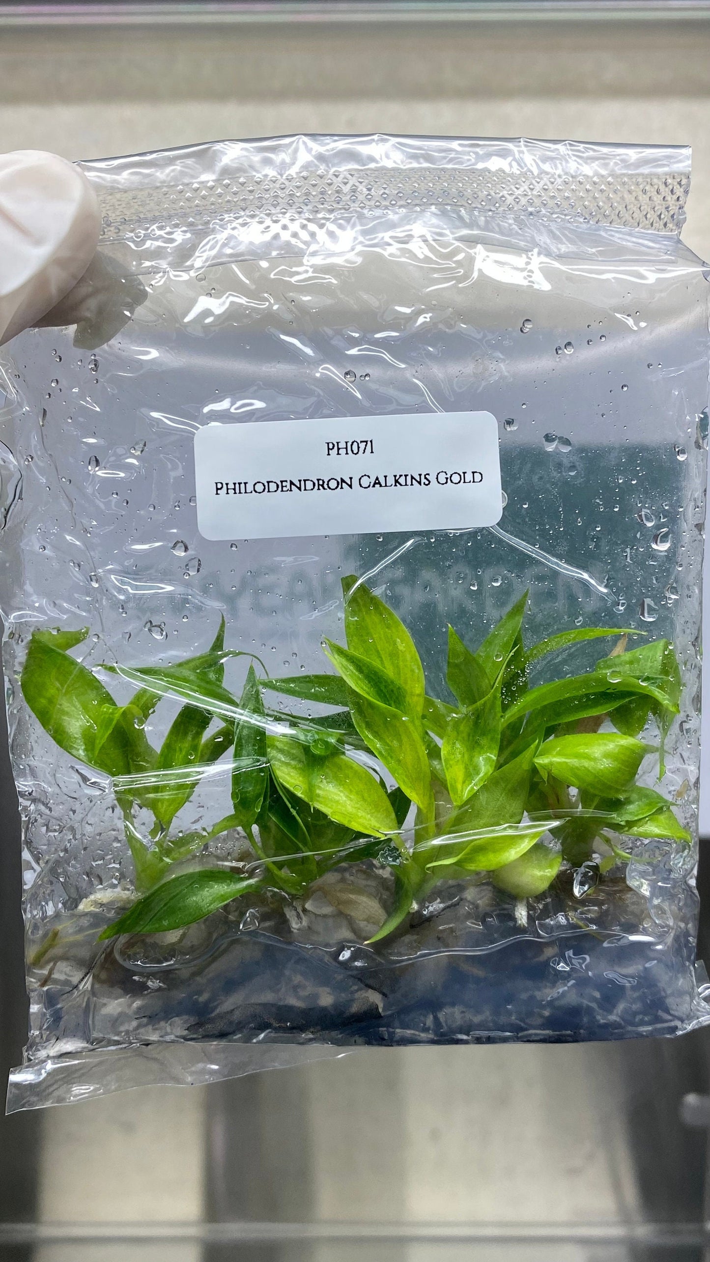 Philodendron Calkins Gold Tissue Culture (5 items/bag)