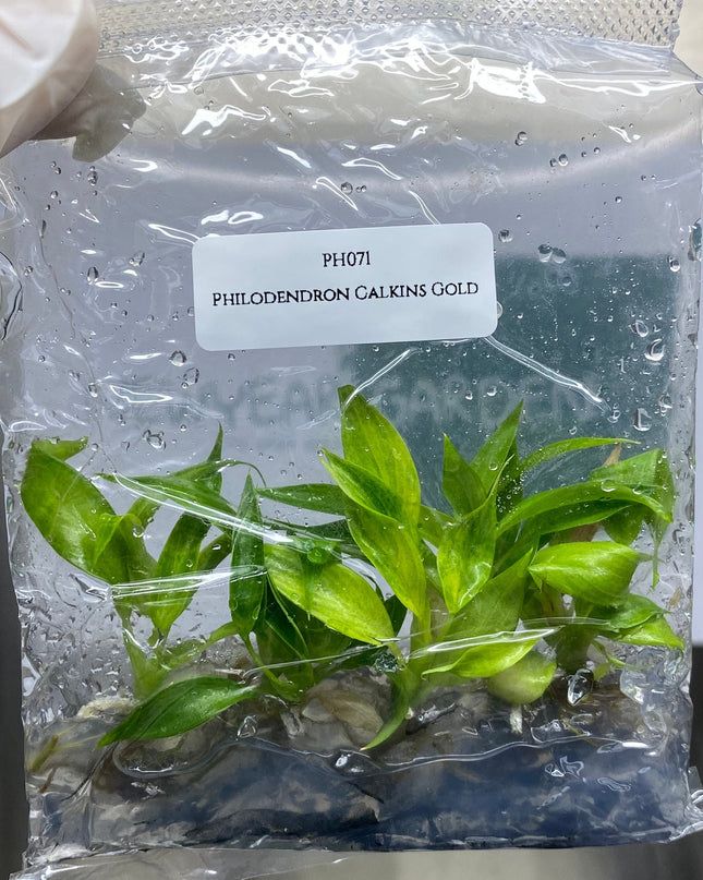 Philodendron Calkins Gold Tissue Culture (5 items/bag)