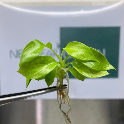 Philodendron Snowdrift Tissue Culture (5 items/bag)