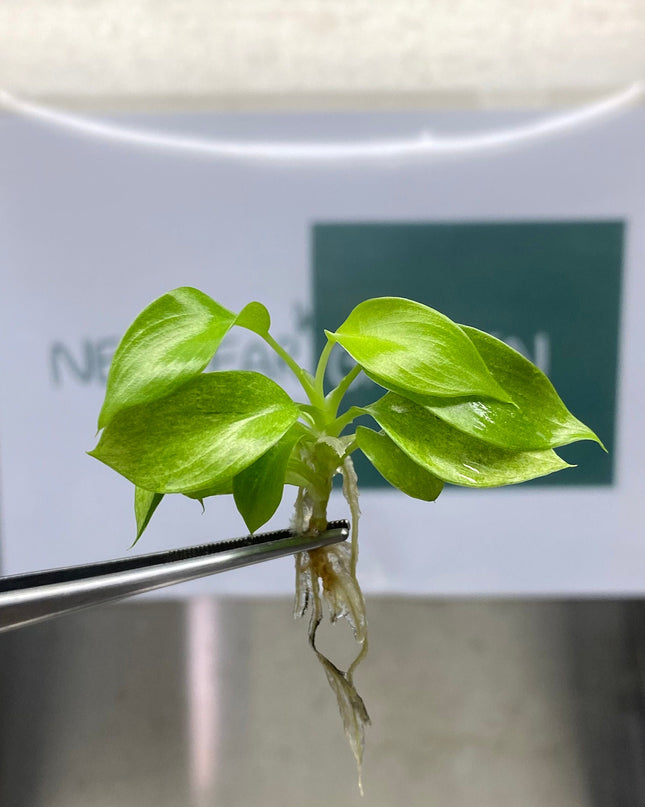 Philodendron Snowdrift Tissue Culture (5 items/bag)
