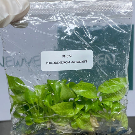 Philodendron Snowdrift Tissue Culture (5 items/bag)