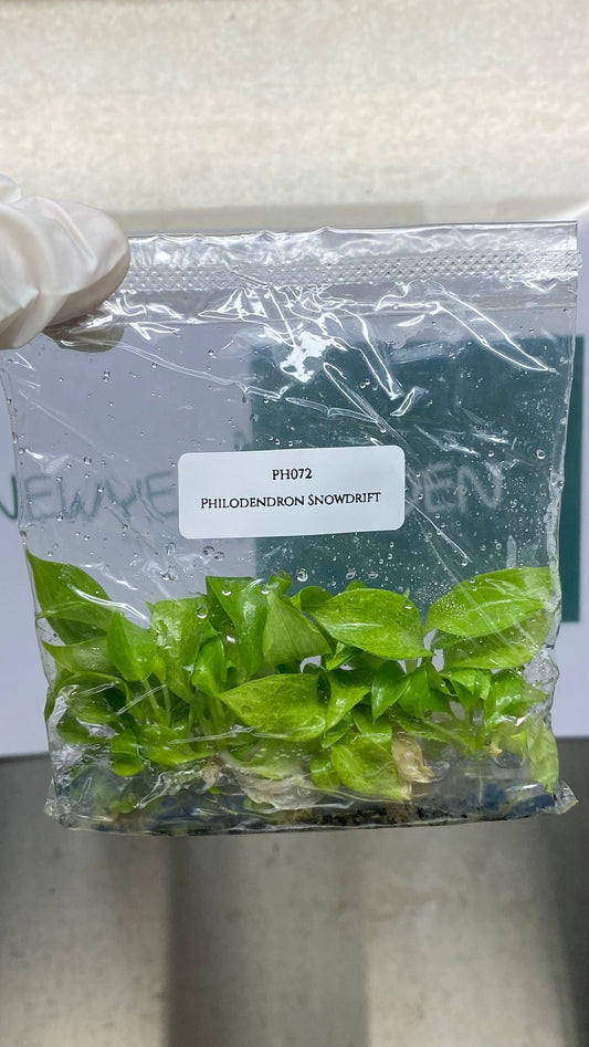 Philodendron Snowdrift Tissue Culture (5 items/bag)