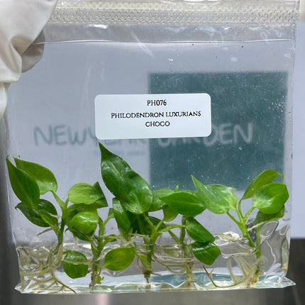 Philodendron Luxurians Choco Tissue Culture (5 items/bag)