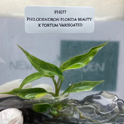 Philodendron Florida Beauty x Tortum Variegated Tissue Culture (1 item/bag)