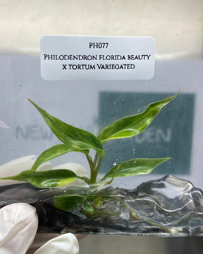 Philodendron Florida Beauty x Tortum Variegated Tissue Culture (1 item/bag)