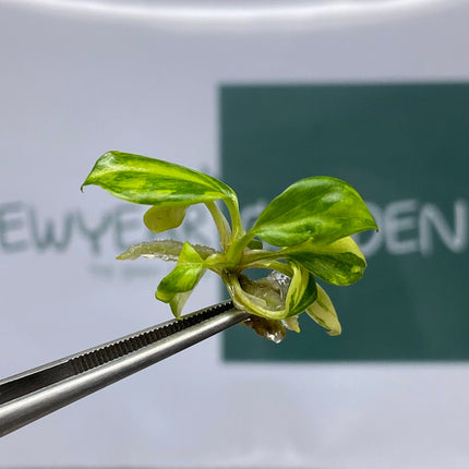 Philodendron Micans Variegated Tissue Culture (1 item/bag)