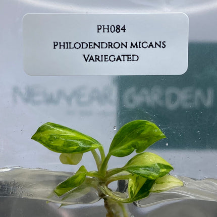 Philodendron Micans Variegated Tissue Culture (1 item/bag)