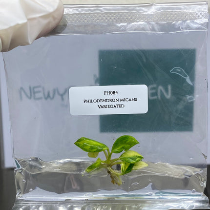 Philodendron Micans Variegated Tissue Culture (1 item/bag)