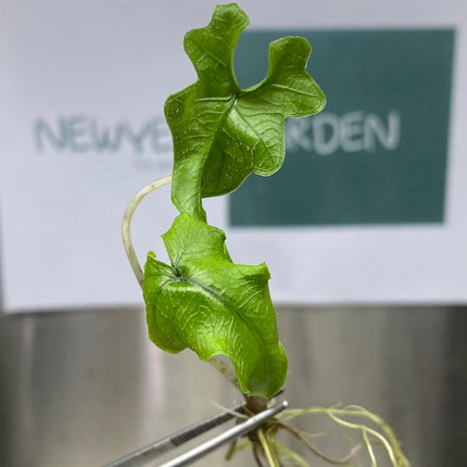 Alocasia Jacklyn Tissue Culture (5 items/bag)
