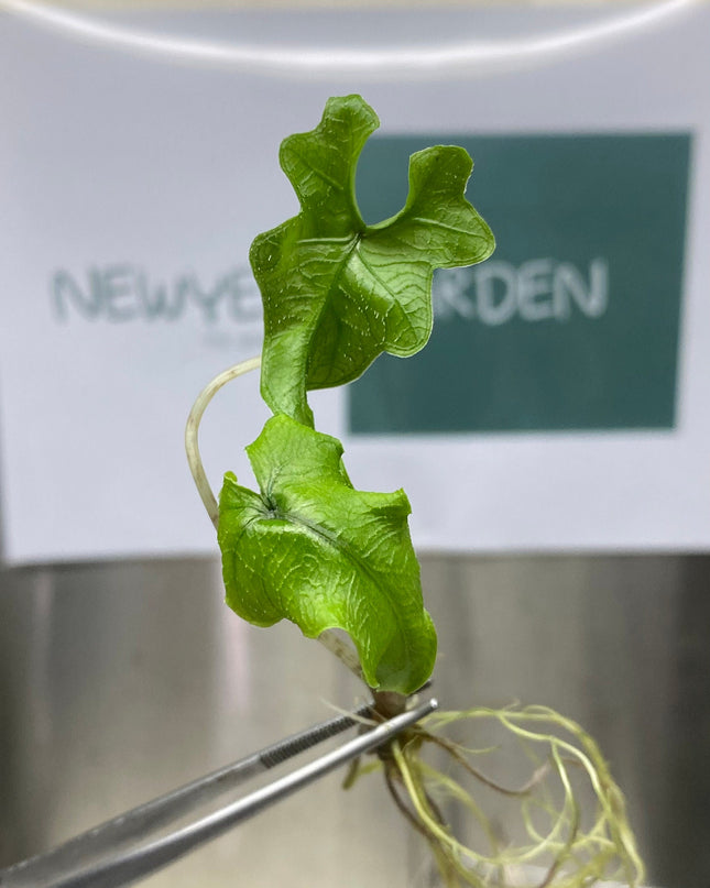 Alocasia Jacklyn Tissue Culture (5 items/bag)