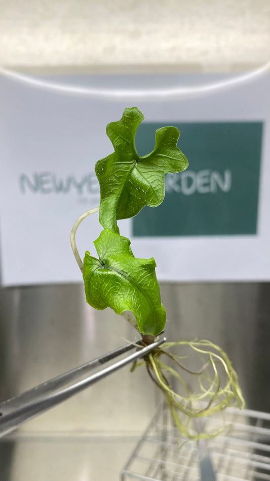 Alocasia Jacklyn Tissue Culture (5 items/bag)