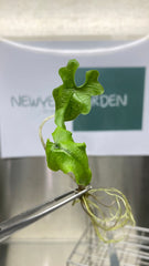 Alocasia Jacklyn (5 plantlets/bag) Tissue culture