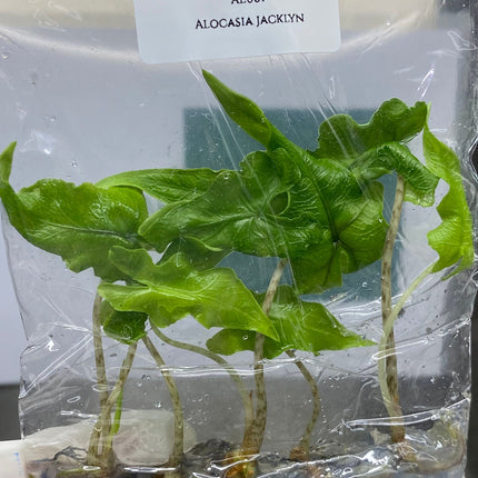 Alocasia Jacklyn Tissue Culture (5 items/bag)