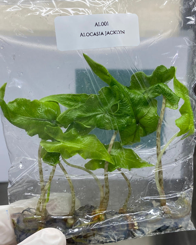 Alocasia Jacklyn Tissue Culture (5 items/bag)