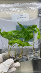 Alocasia Jacklyn (5 plantlets/bag) Tissue culture