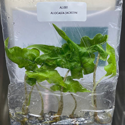 Alocasia Jacklyn Tissue Culture (5 items/bag)