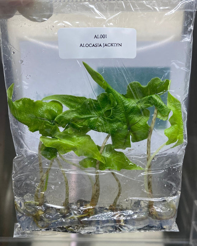Alocasia Jacklyn Tissue Culture (5 items/bag)