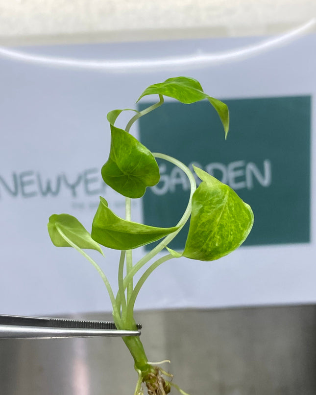 Alocasia Gageana Aurea Variegated Tissue Culture (1 item/bag)