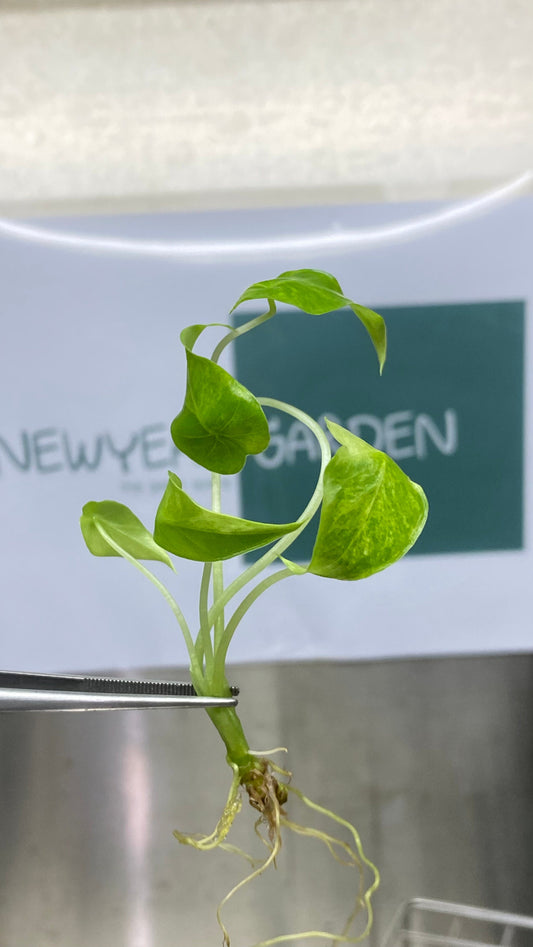 Alocasia Gageana Aurea Variegated Tissue Culture (1 item/bag)