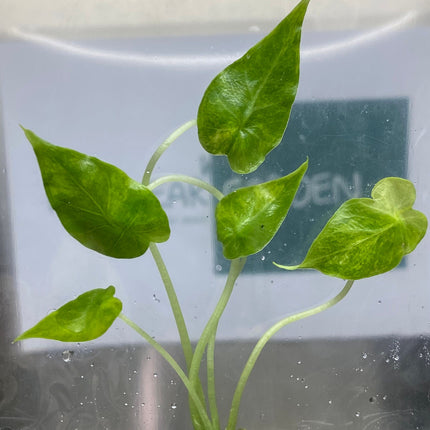 Alocasia Gageana Aurea Variegated Tissue Culture (1 item/bag)