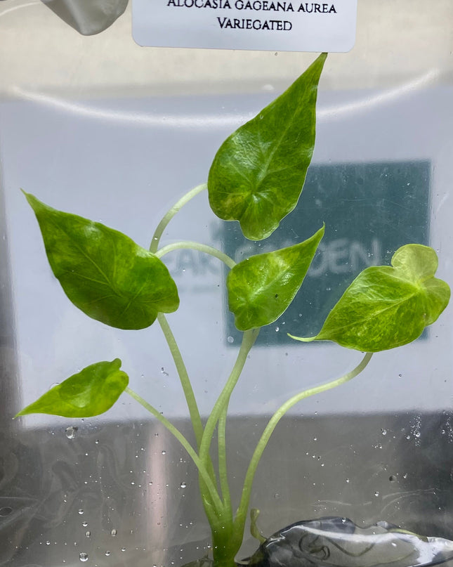 Alocasia Gageana Aurea Variegated Tissue Culture (1 item/bag)
