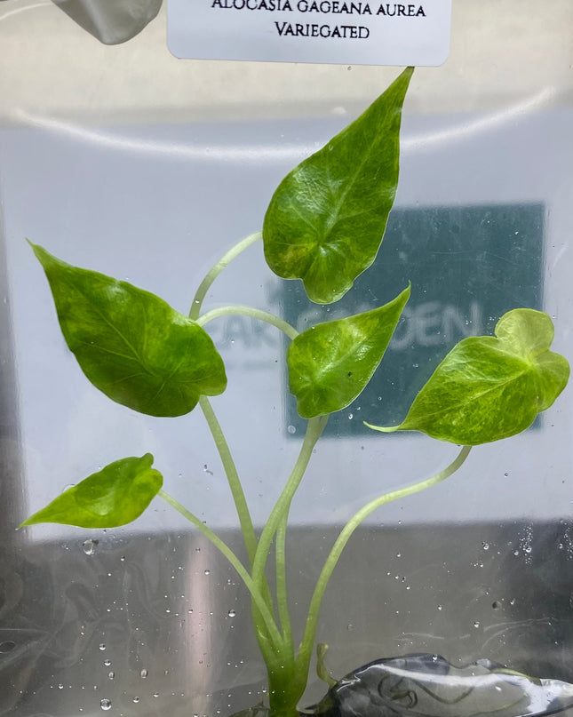 Alocasia Gageana Aurea Variegated Tissue Culture (1 item/bag)