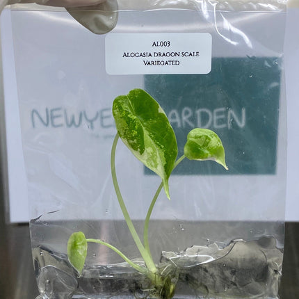 Alocasia Dragon Scale Variegated Tissue Culture (1 item/bag)