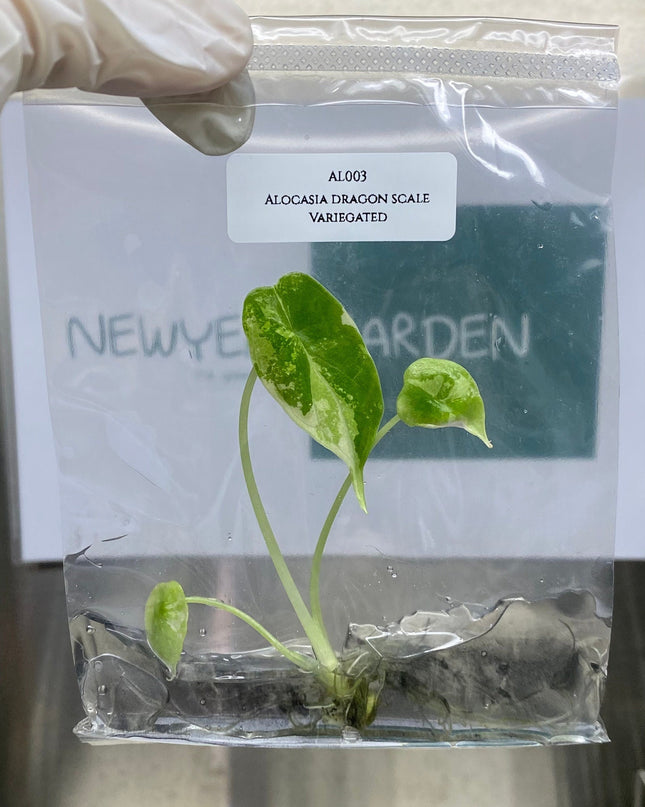 Alocasia Dragon Scale Variegated Tissue Culture (1 item/bag)