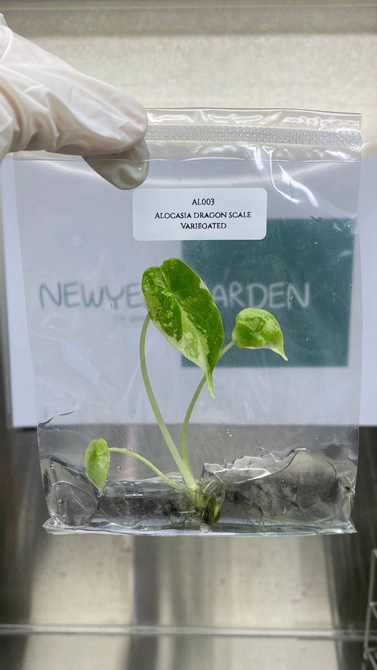 Alocasia Dragon Scale Variegated Tissue Culture (1 item/bag)