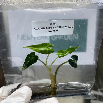Alocasia Bambino Aurea Variegated Tissue Culture (1 item/bag)