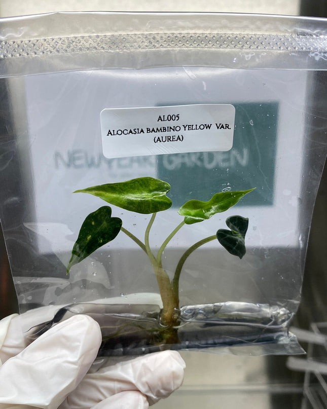Alocasia Bambino Aurea Variegated Tissue Culture (1 item/bag)