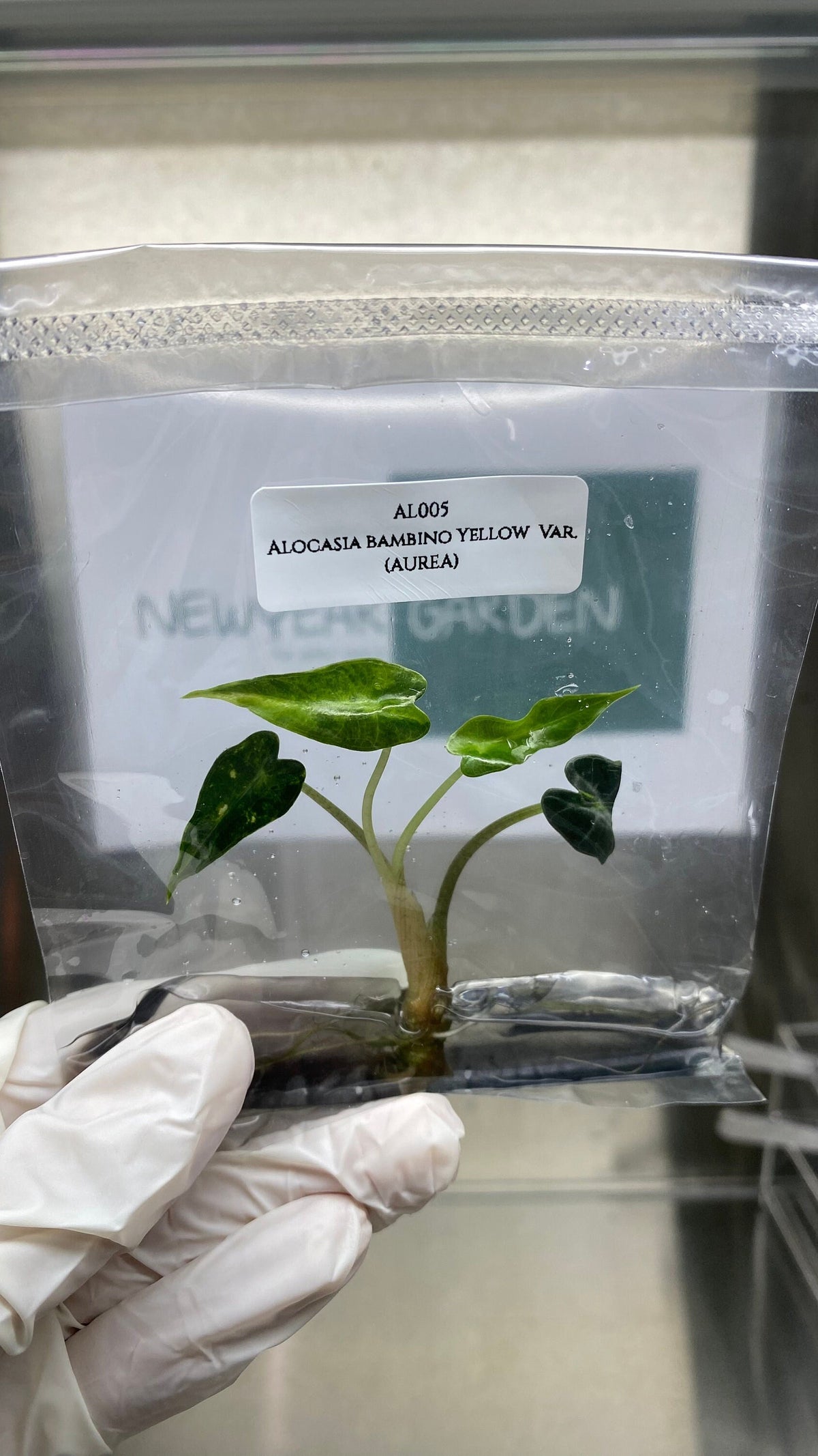 Alocasia bambino Yellow Var. (AUREA) (1 plantlet/bag) Tissue culture