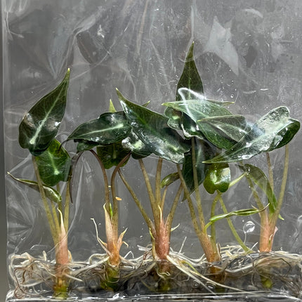 Alocasia Bambino Tissue Culture (5 items/bag)