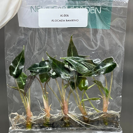 Alocasia Bambino Tissue Culture (5 items/bag)