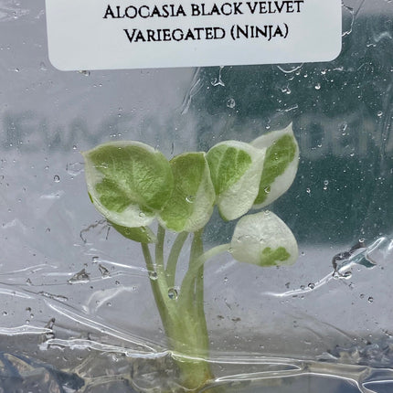 Alocasia Black Velvet Variegated (Ninja) Tissue Culture (1 item/bag)
